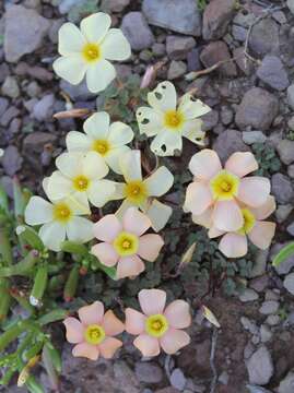 Image of Oxalis obtusa Jacq.