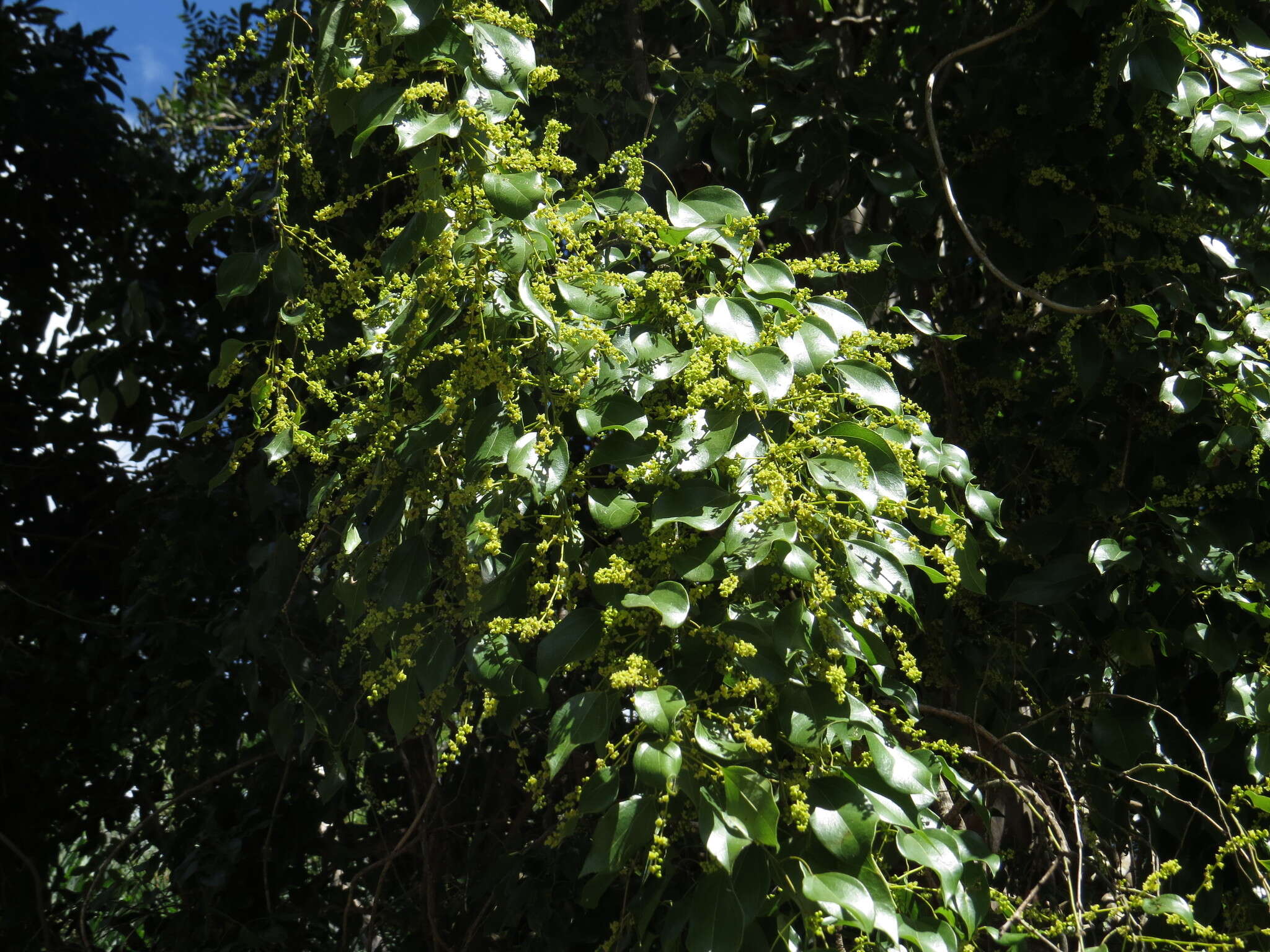 Image of Pachygone ovata (Poir.) J. D. Hook. & Thompson