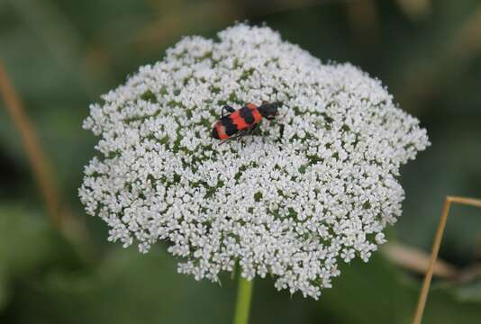 Visnaga resmi