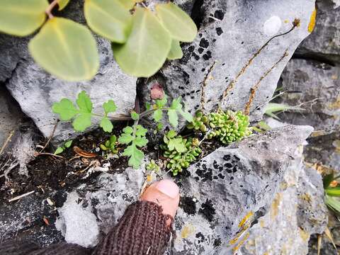 Image of Wright's stonecrop