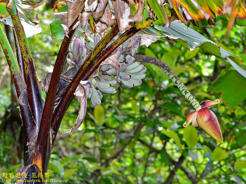 Image of Musa itinerans var. formosana (Warb.) Häkkinen & C. L. Yeh