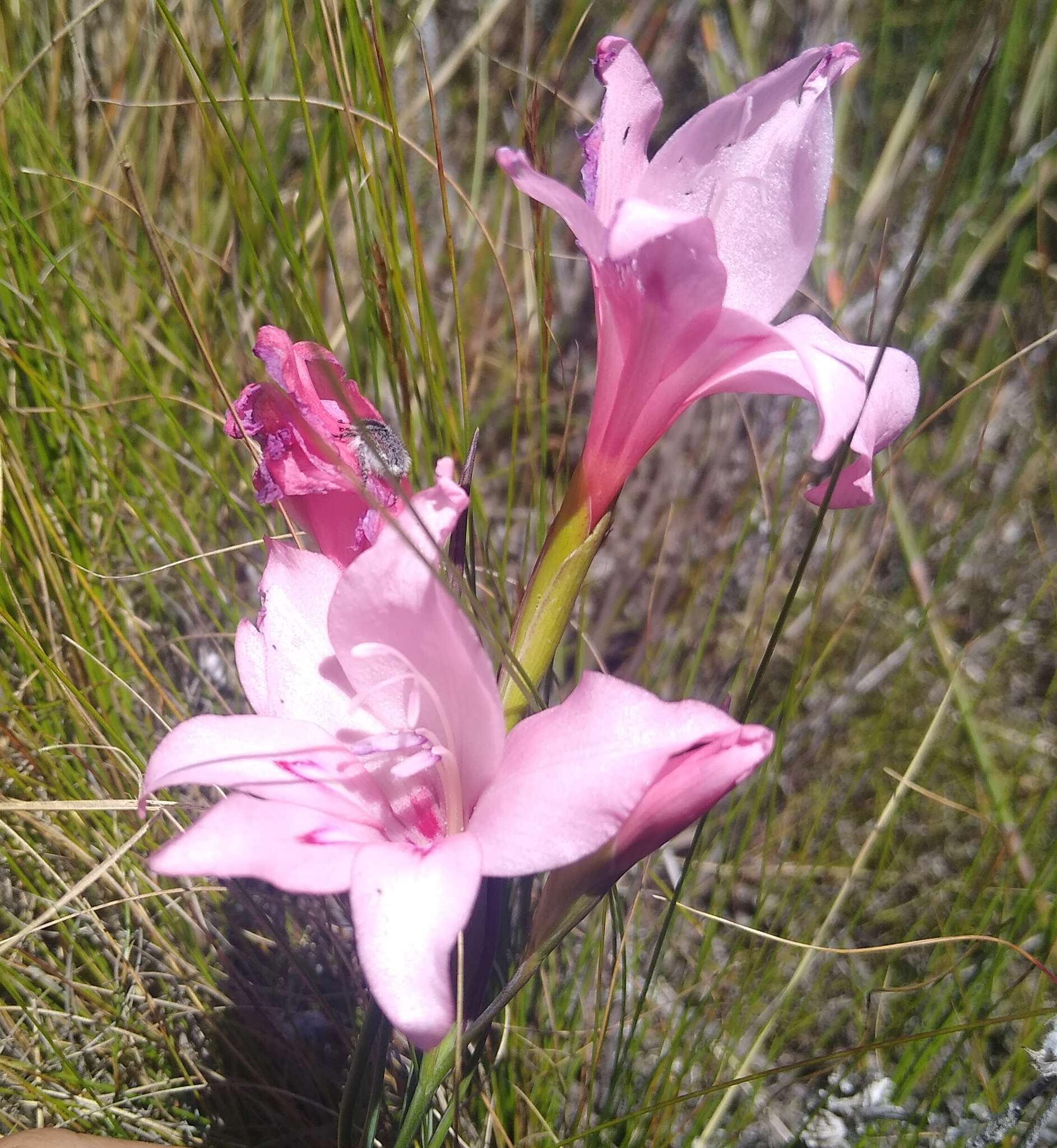 صورة Gladiolus virgatus Goldblatt & J. C. Manning