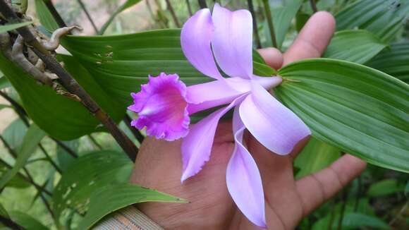 صورة Sobralia decora Bateman