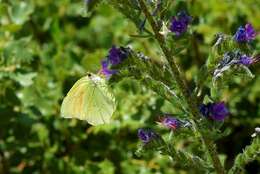 Image of Cleopatra Butterfly