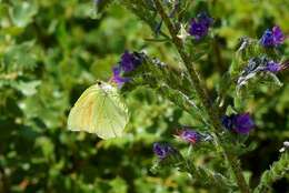 Image of Gonepteryx cleopatra (Linnaeus 1767)