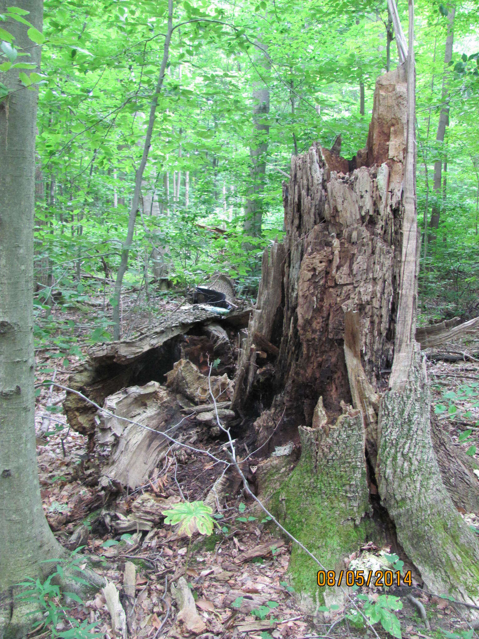 Image of Fraxinus pennsylvanica var. pennsylvanica