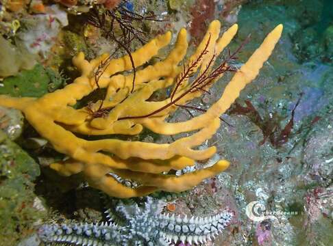 Image of common antler sponge