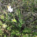 Image of Ixia abbreviata var. abbreviata