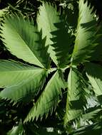 Image de Melianthus major L.