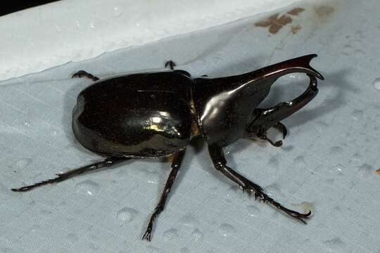 Image of Xylotrupes sumatrensis tanahmelayu Rowland 2006