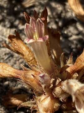 Image of Parish's broomrape