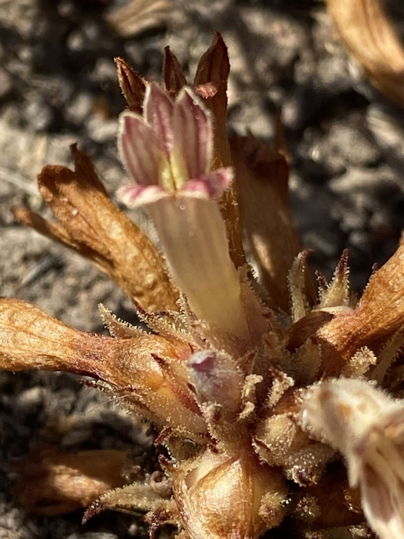 Image of Parish's broomrape