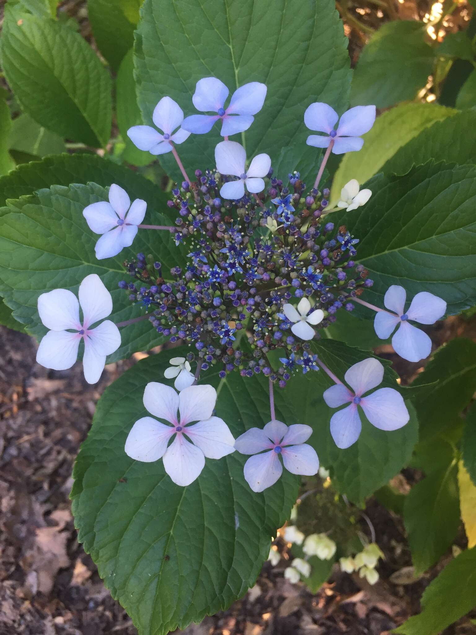 Plancia ëd Hydrangea macrophylla (Thunb.) Seringe