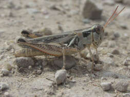 Image of Melanoplus confusus Scudder & S. H. 1897