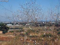 Слика од Gypsophila capillaris (Forsk.) C. Chr.