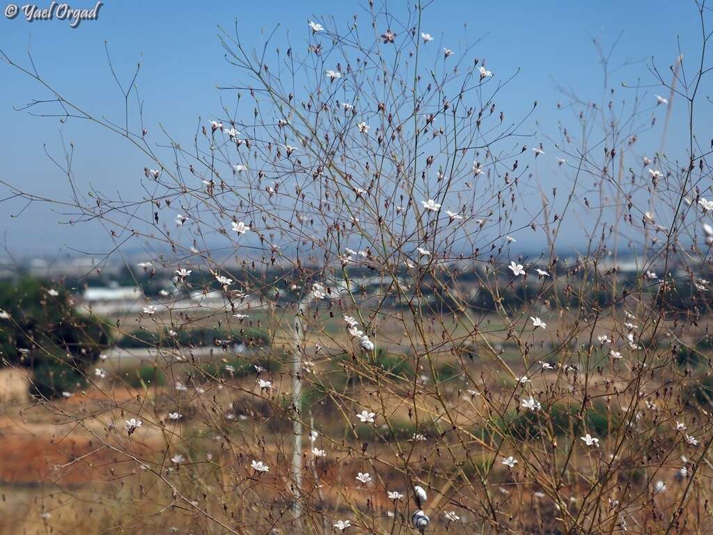 Слика од Gypsophila capillaris (Forsk.) C. Chr.