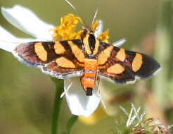 Imagem de Syngamia florella Cramer 1781