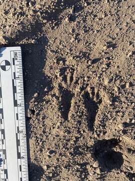 Image of Cabezon kangaroo rat