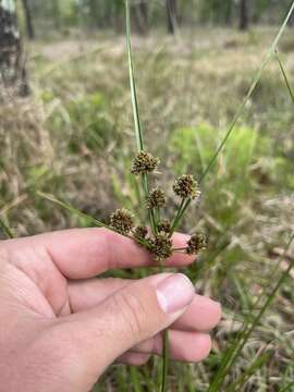 Sivun Cyperus reflexus Vahl kuva