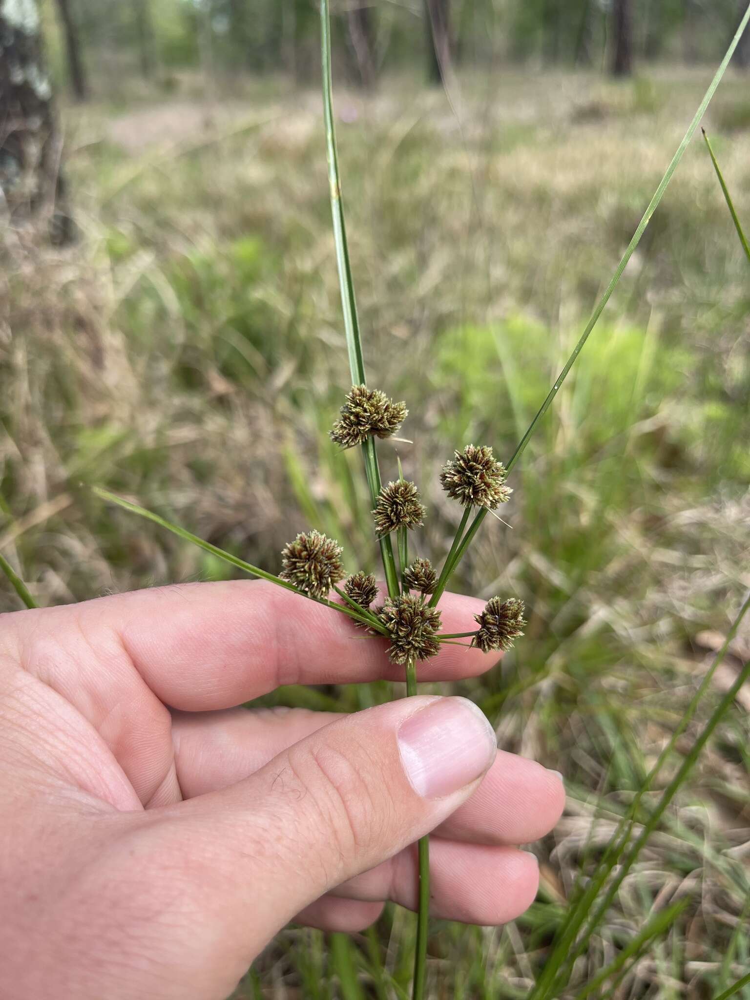 Image of Bent-Awn Flat Sedge