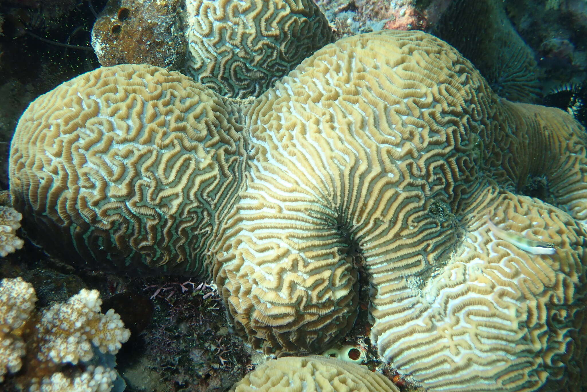 Image of Brain Coral
