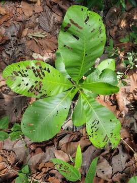 Image of Dillenia obovata (Bl.) Hoogl.