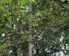 Image of Emerald-collared Parakeet