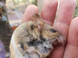 Image of Peromyscus hylocetes Merriam 1898