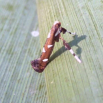 Image of Caloptilia adelosema (Turner 1940)