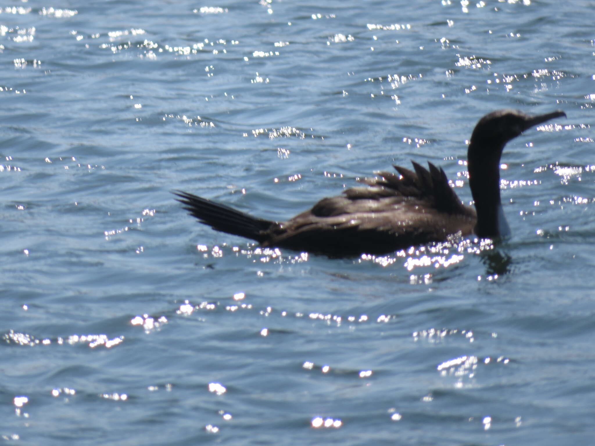 Image of Guanay Cormorant