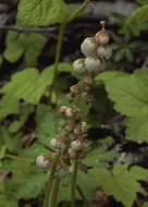 Image of common wintergreen