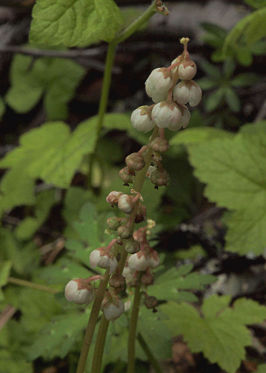 Image of common wintergreen