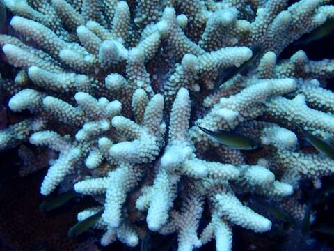 Image of Finger Coral