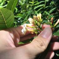 Melodinus angustifolius Hayata的圖片