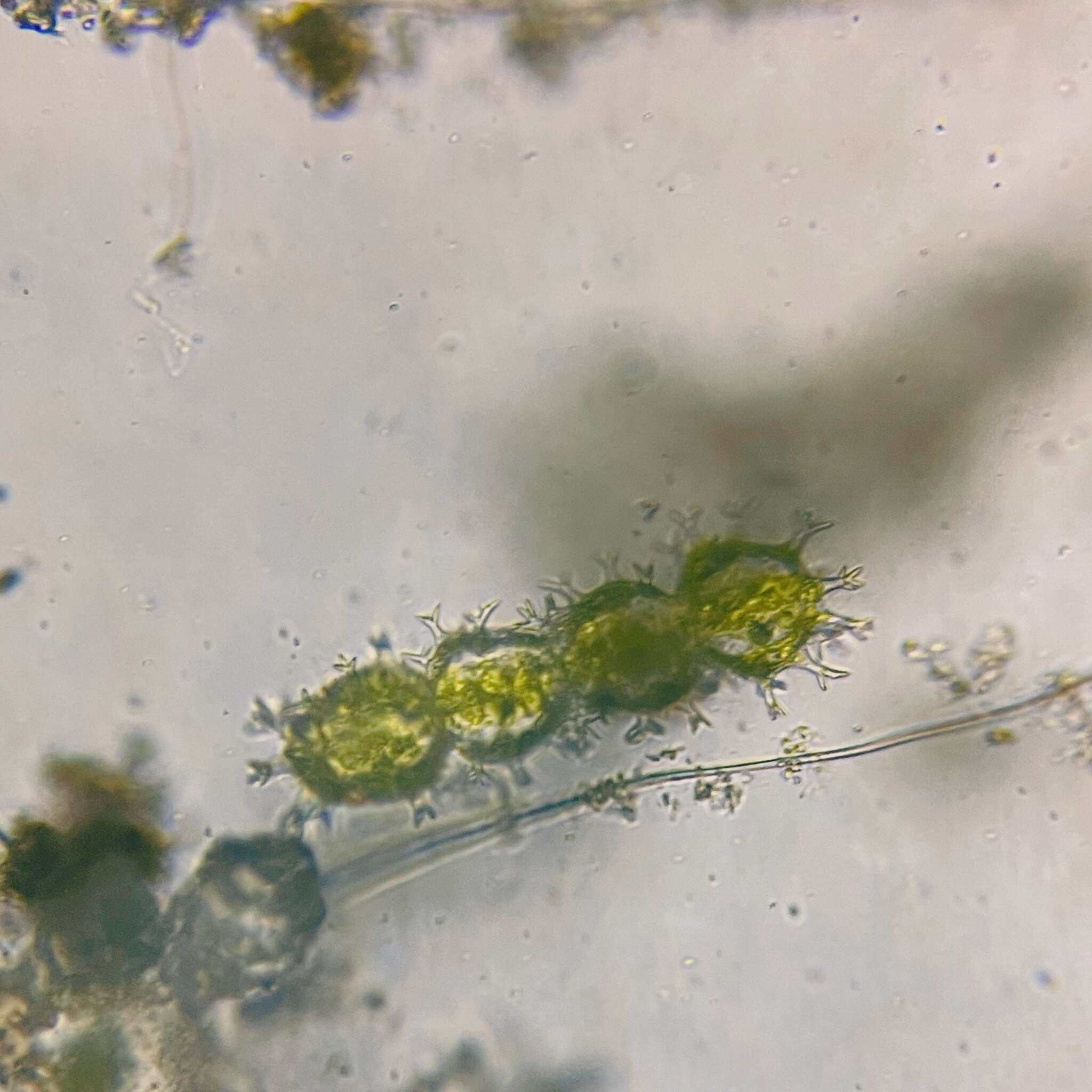 Image of <i>Xanthidium armatum</i> var. <i>cervicorne</i> W. West & G. S. West