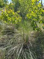 Imagem de Festuca campestris Rydb.