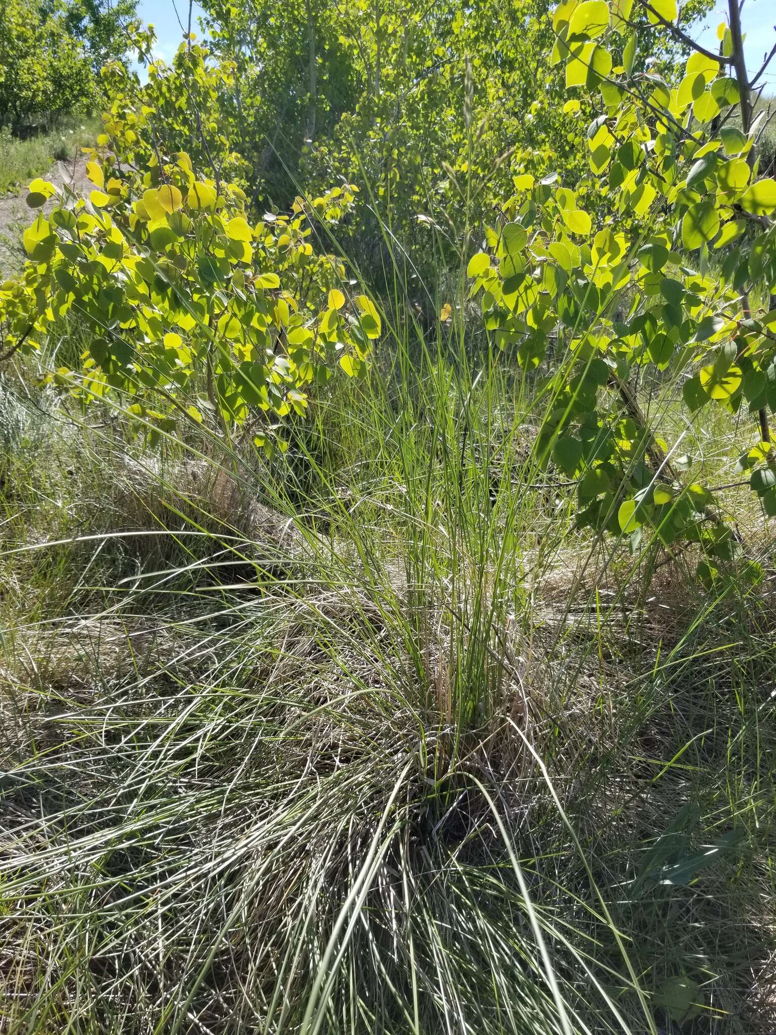 Plancia ëd Festuca campestris Rydb.