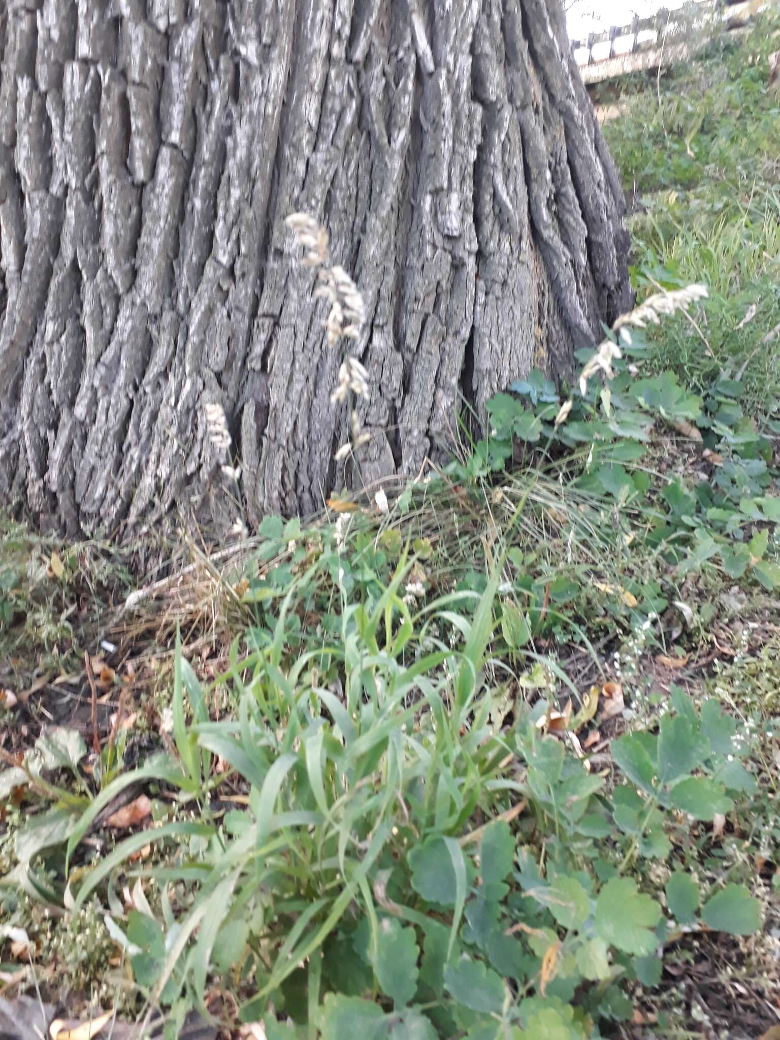 Image of Siberian melicgrass