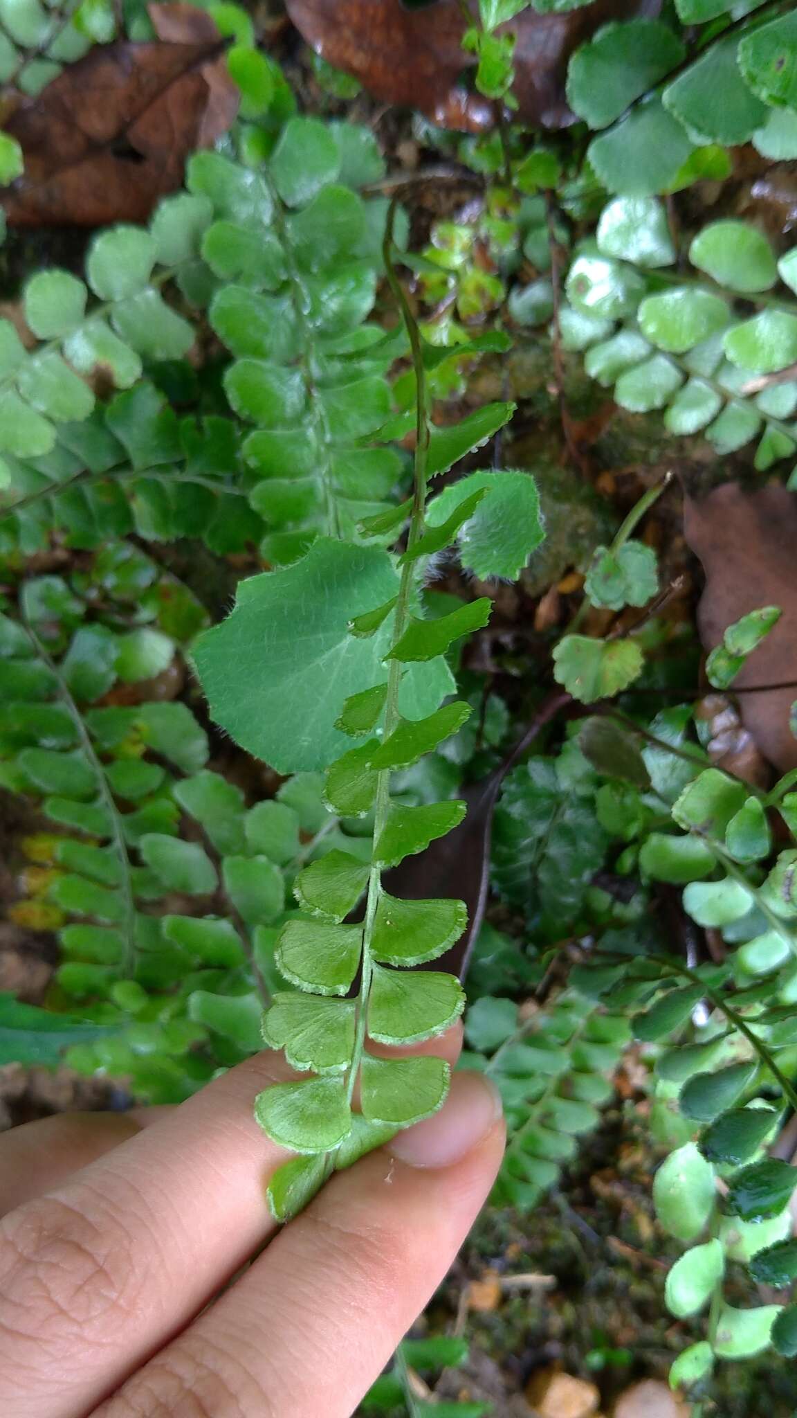 Image of <i>Lindsaea <i>orbiculata</i></i> var. orbiculata