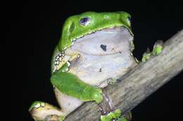 Image of Giant leaf frog