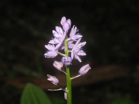 Image of Scilla lilio-hyacinthus L.