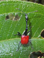 صورة Trachelophorus