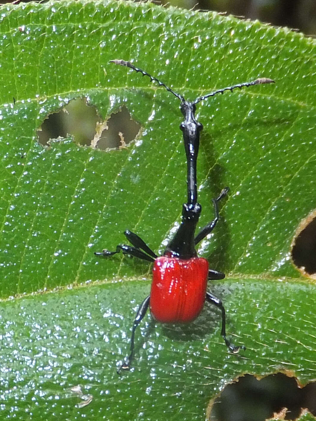 Image of Trachelophorus