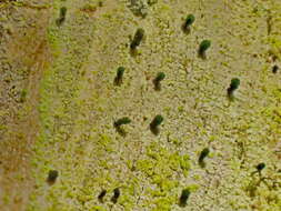 Image of microcalicium lichen