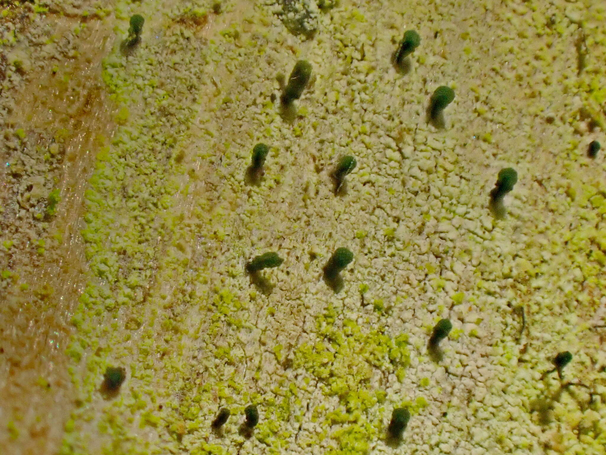 Image of microcalicium lichen