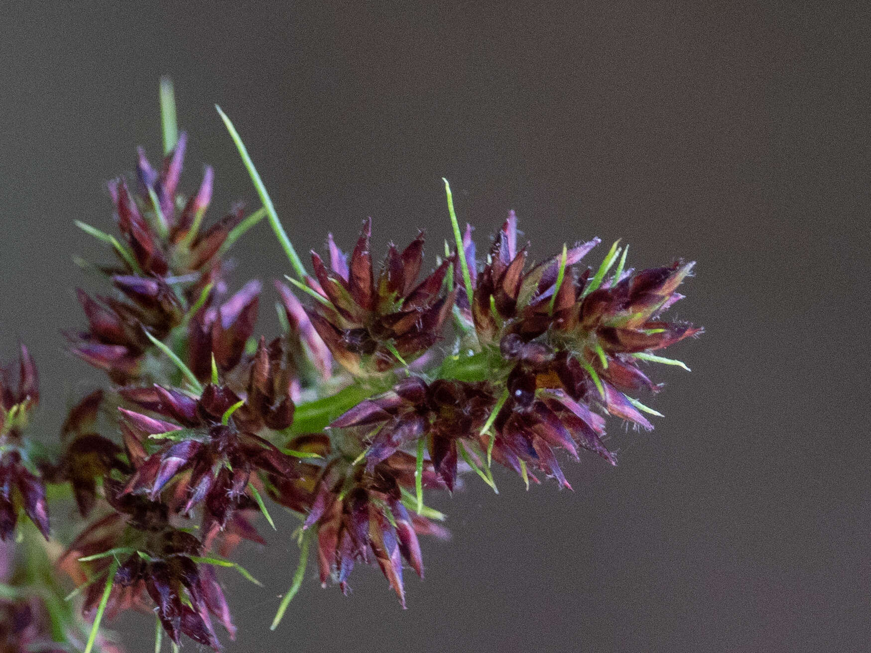 Scleria bracteata Cav.的圖片