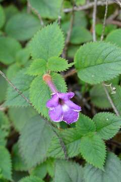 Image of Achimenes grandiflora (Schiede) DC.