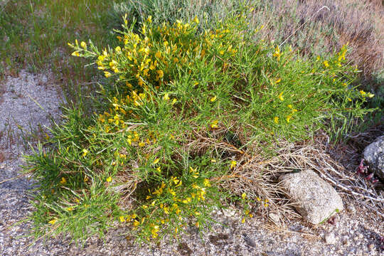 صورة Genista salzmannii DC.