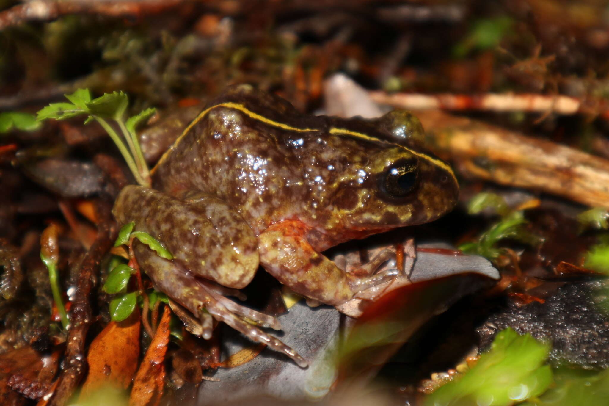 Image of Emilio's Ground Frog