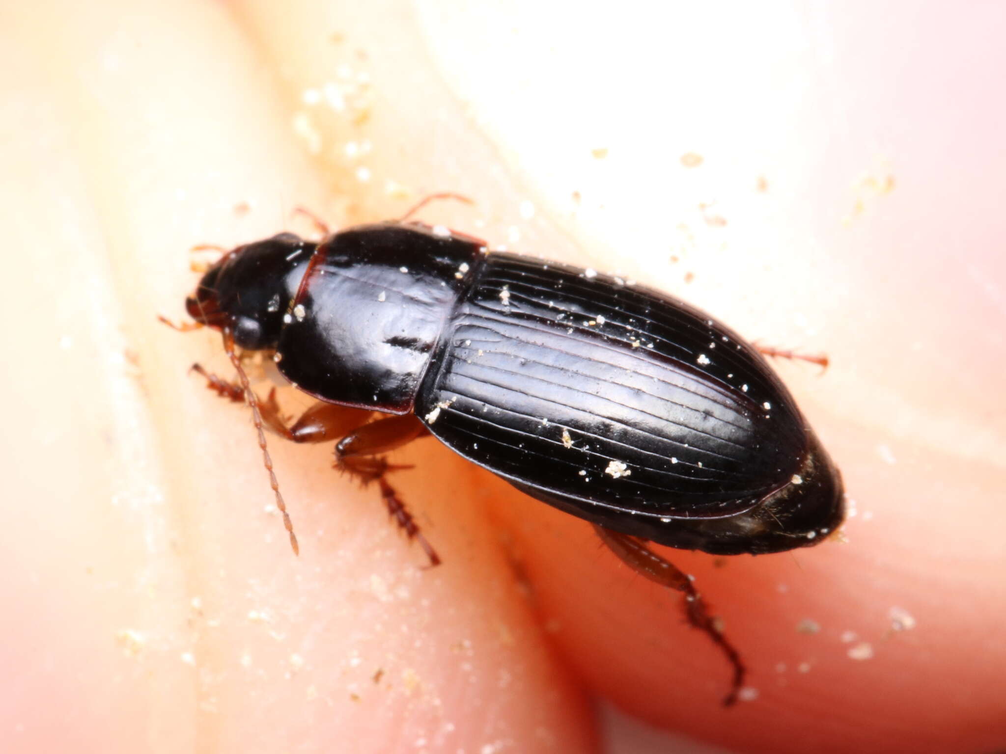 Image de Harpalus (Harpalus) autumnalis (Duftschmid 1812)